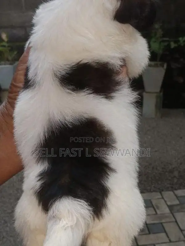 Shih Tzu Puppies