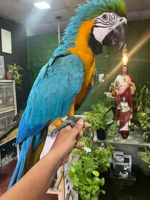 BLUE With GOLD MACAW