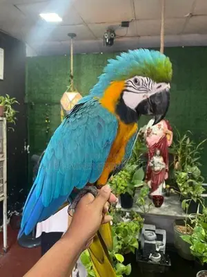 BLUE With GOLD MACAW