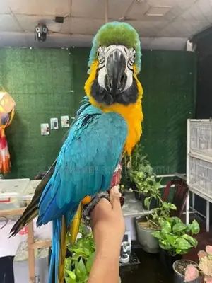 BLUE With GOLD MACAW