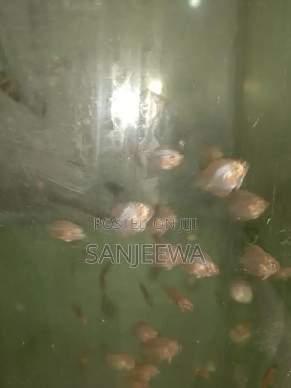 Discus Fish