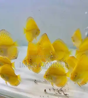 Yellow Discus Fish