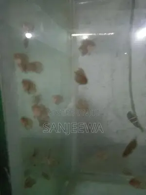 Discus Fish