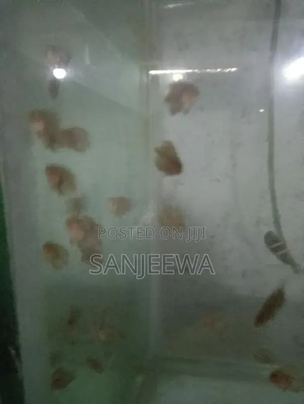 Discus Fish