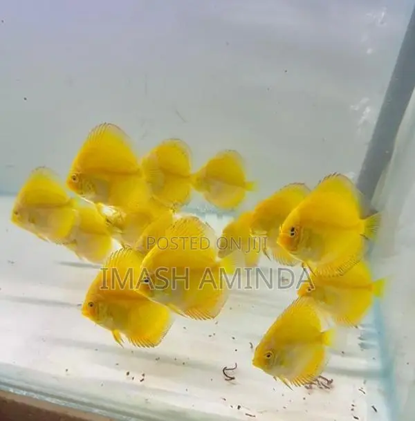 Yellow Discus Fish