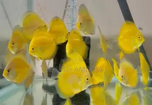 Yellow Discus Fish