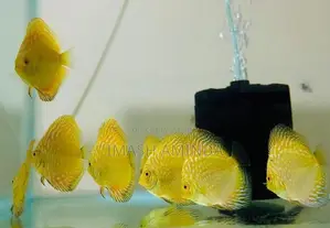 Yellow Discus Fish