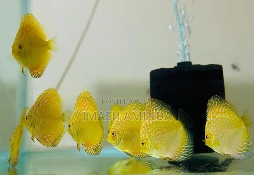 Yellow Discus Fish