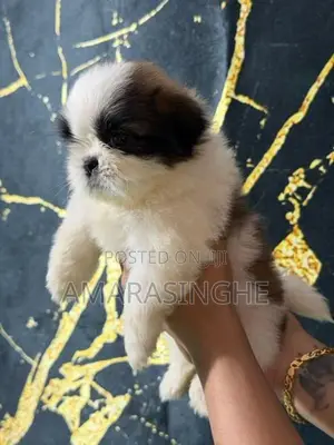 Shih Tzu Puppy