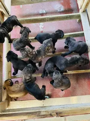 Cane Corso Puppies