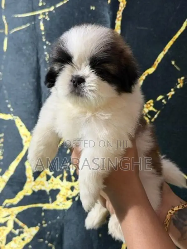 Shih Tzu Puppy