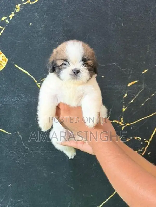 Shih Tzu Puppy