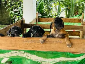 Cane Corso Puppies