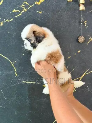 Shih Tzu Puppy