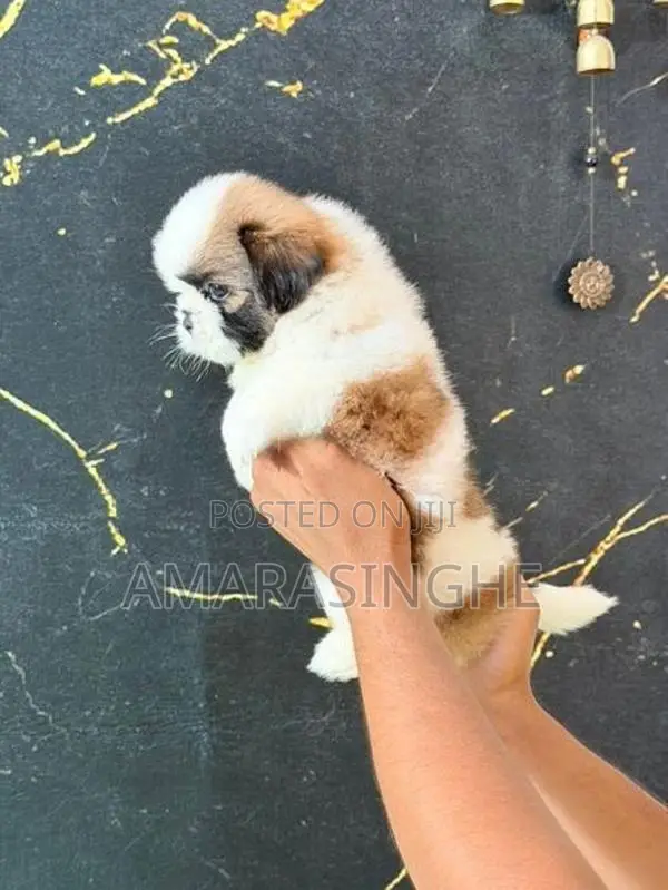 Shih Tzu Puppy