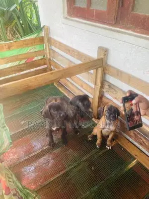Cane Corso Puppies