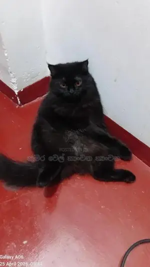 Persian Kitten
