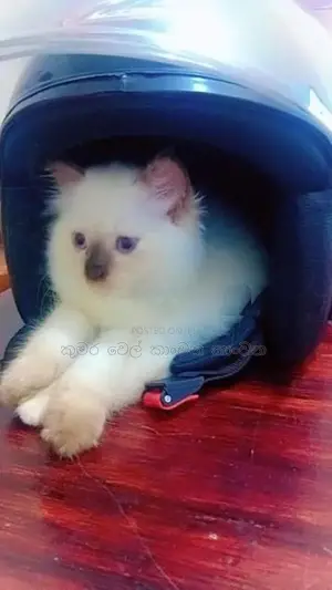 පර්සියන් පූසන්