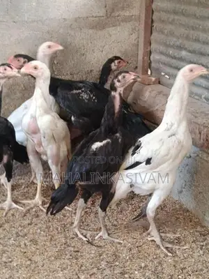 Shamos Chicks