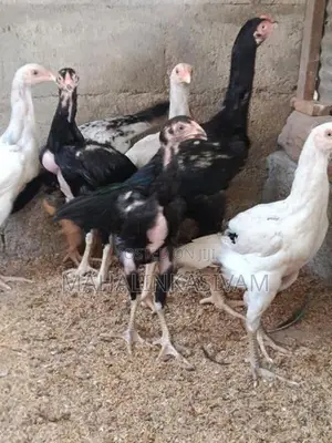 Shamos Chicks