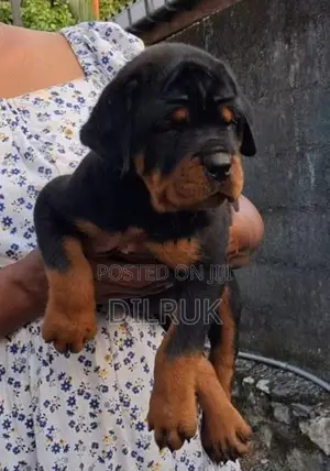 Rottweiler Puppies