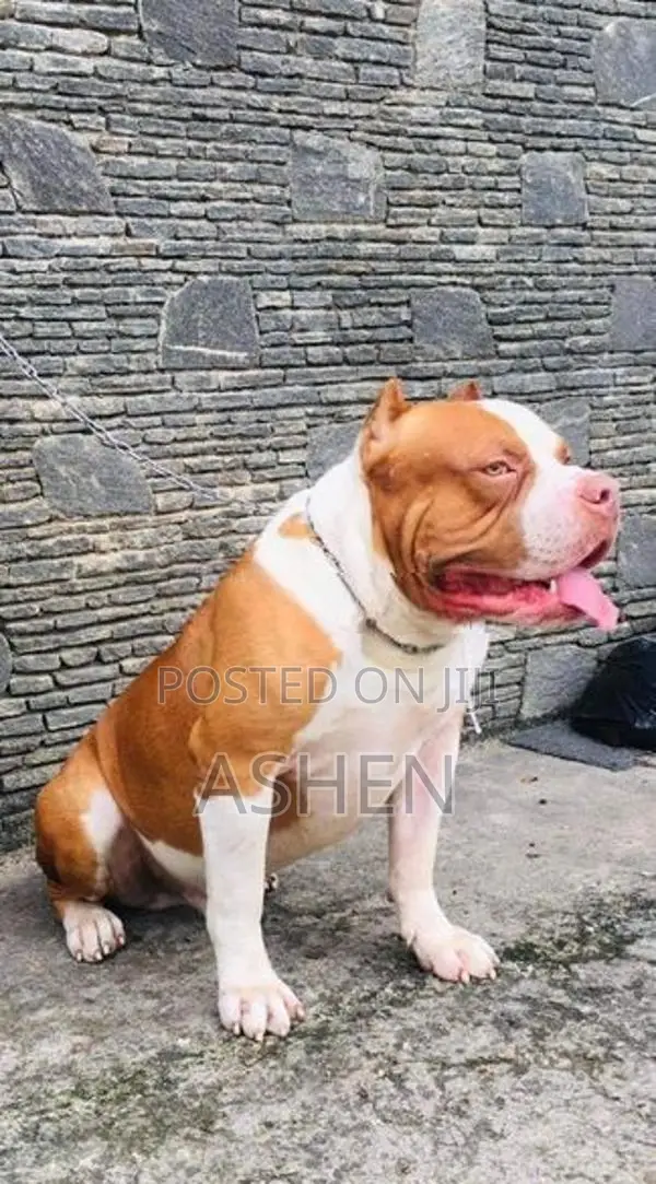 americen bully