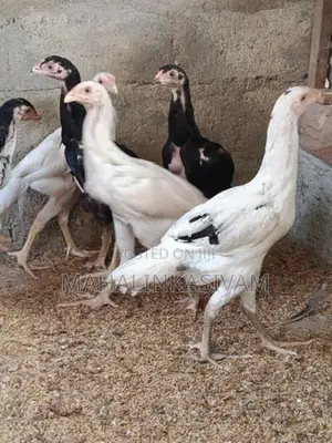 Shamos Chicks