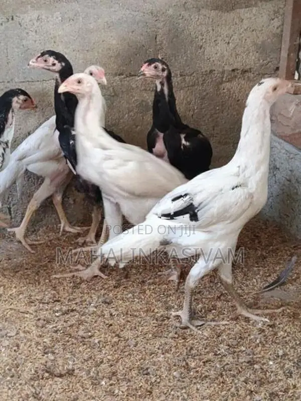 Shamos Chicks