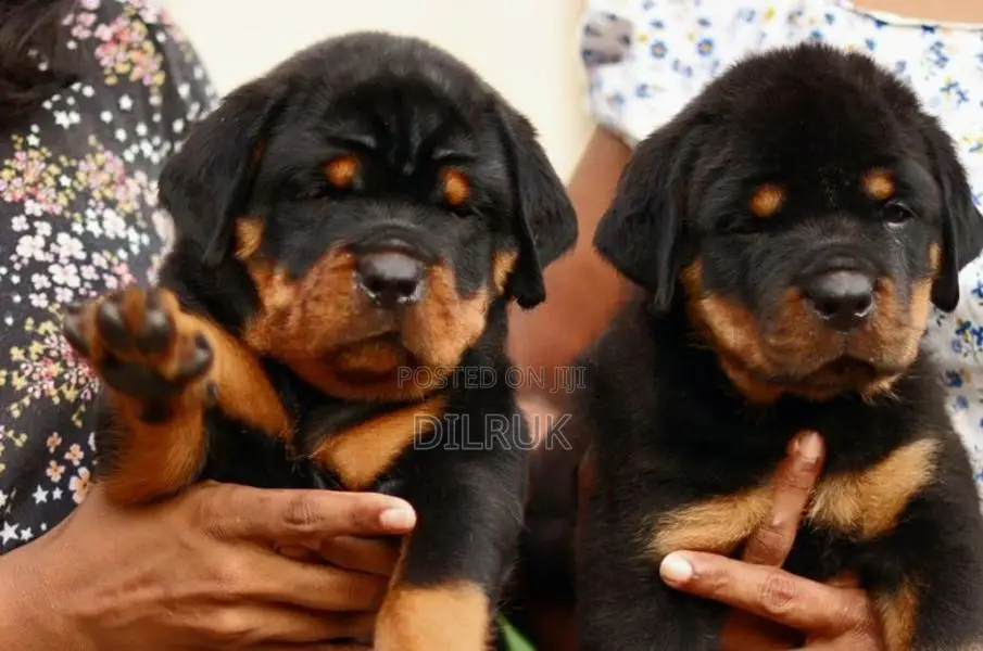 Rottweiler Puppies