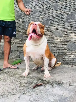 americen bully