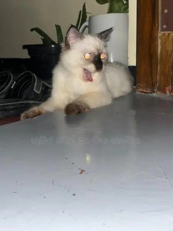 පර්සියන් පූසන්