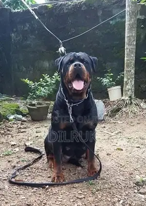 Rottweiler Puppies