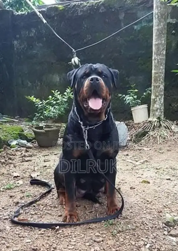 Rottweiler Puppies