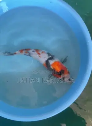Koi Fish