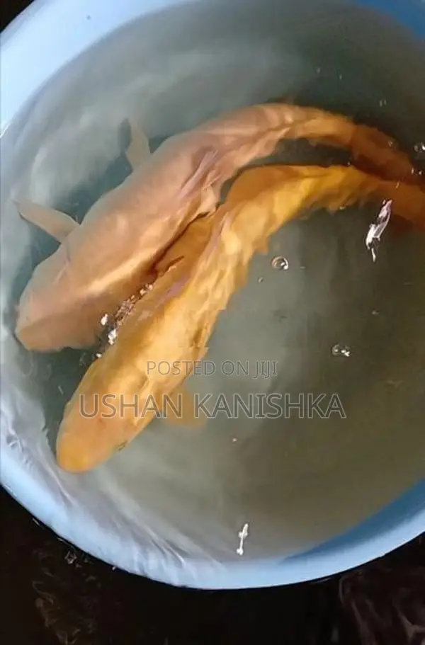 Koi Fish