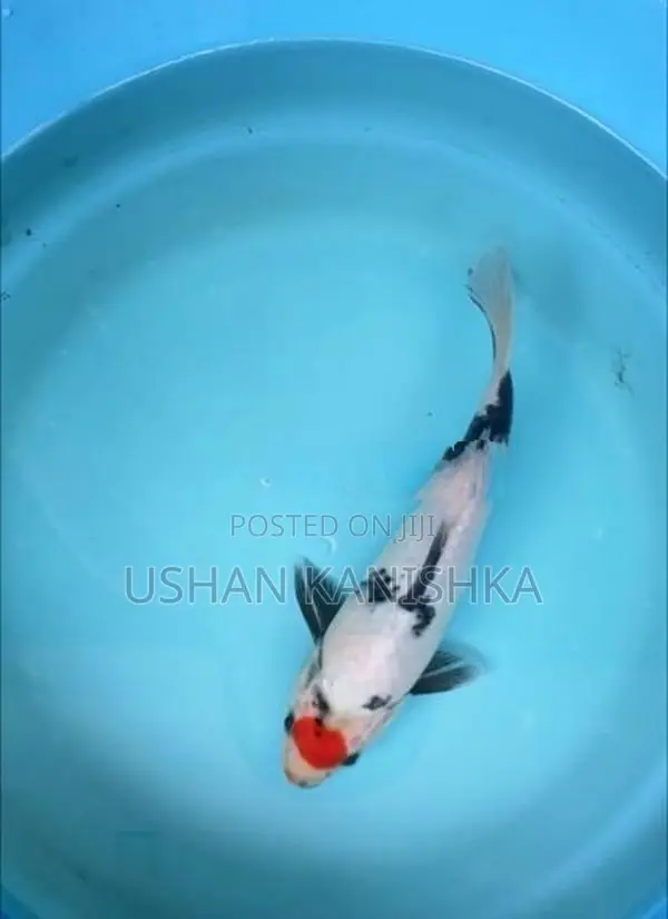 Koi Fish