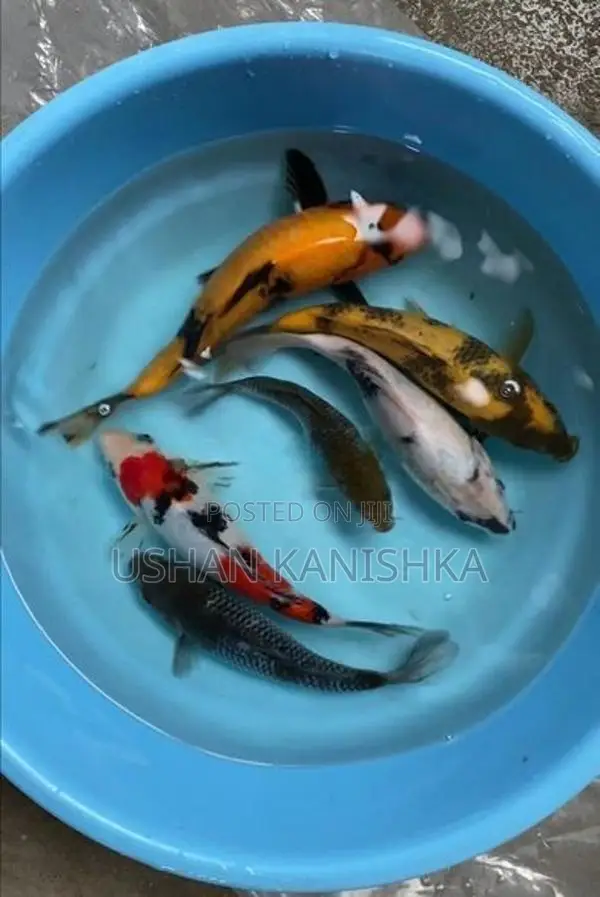 Koi Fish