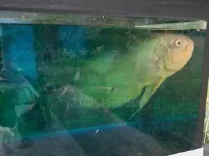 Oscar Fish