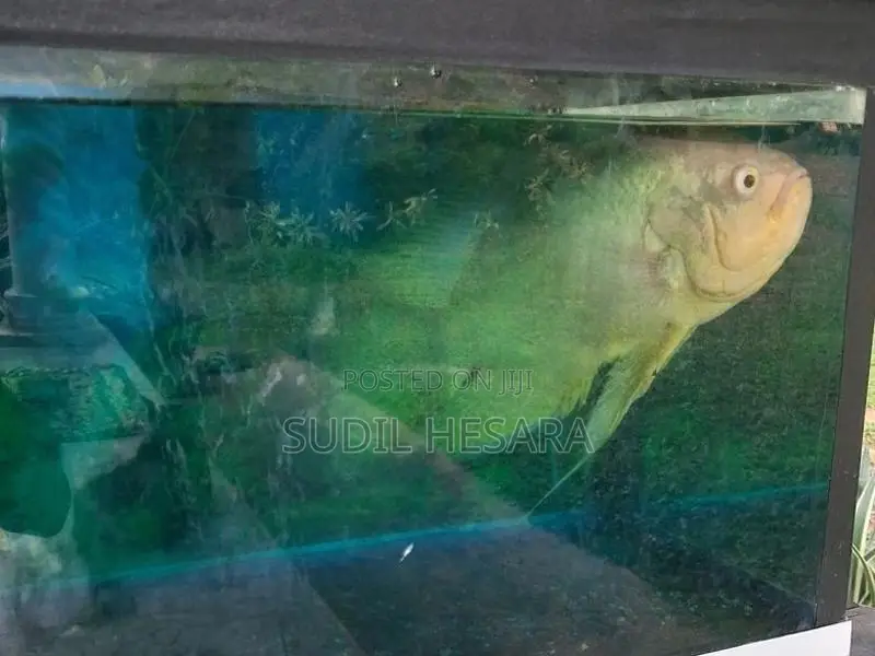 Oscar Fish