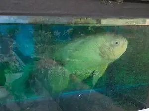 Oscar Fish