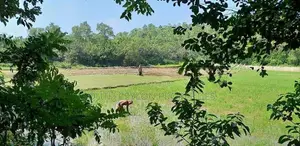 Prime 284-Perch Koggala Lakefront Land for Sale