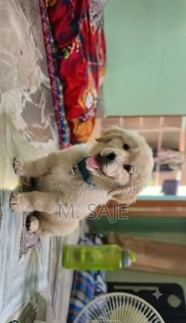 Goldern rittevar puppy