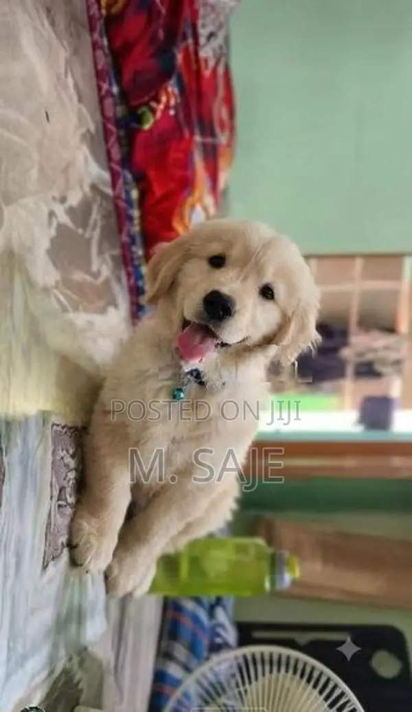 Goldern rittevar puppy