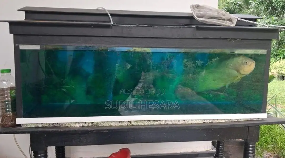 Aquarium Tank with Oscar Fish