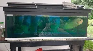 Aquarium Tank with Oscar Fish