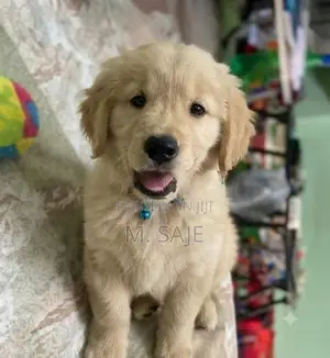 Goldern rittevar puppy