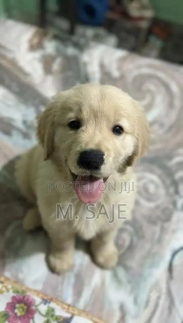 Goldern rittevar puppy
