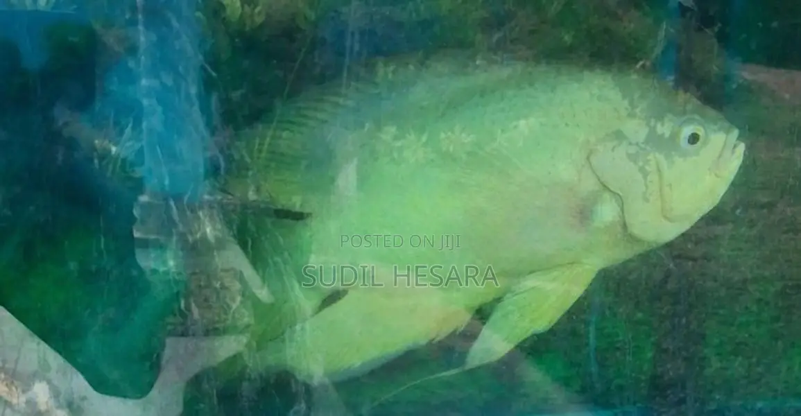 Aquarium Tank with Oscar Fish