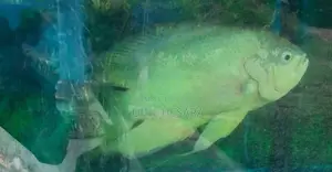 Aquarium Tank with Oscar Fish