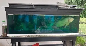 Aquarium Tank with Oscar Fish